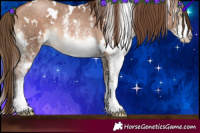 Horse Color:White Spotted Brown Pearl