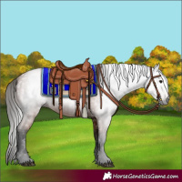 Horse Color:Gray Bay 