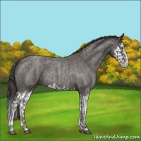 Horse Color:Smoky Blue Roan Sabino Splash  and Smoky Blue Roan Sabino Splash 
