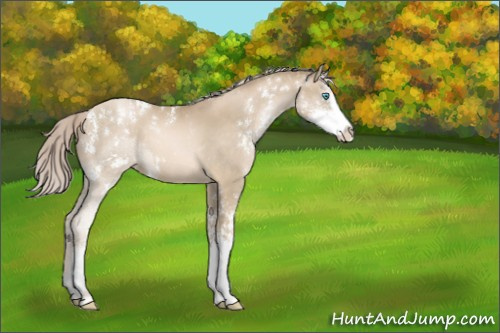 Horse Color:Chocolate Palomino Pearl Sabino 
