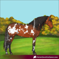 Horse Color:White Spotted Bay 