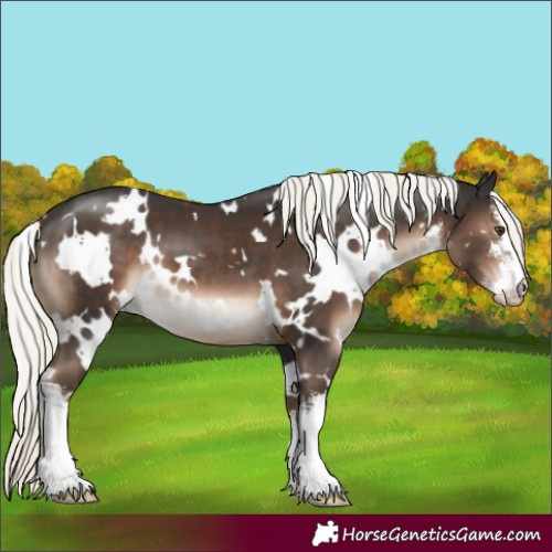 Horse Color:White Spotted Liver Chestnut Mushroom