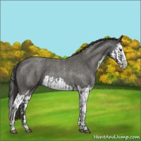 Horse Color:Blue Roan Sabino Splash  and Smoky Blue Roan Sabino Splash 