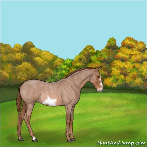 Horse Color:Red Roan Frame 