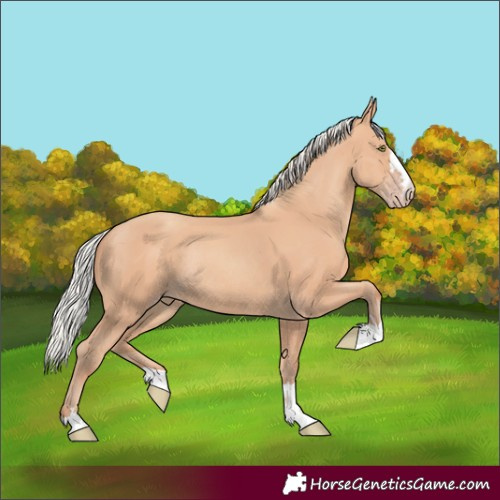 Horse Color:Silver Amber Champagne Rabicano 