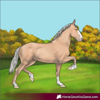 Horse Color:Silver Amber Champagne Rabicano