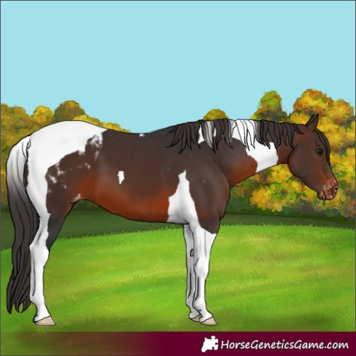 Horse Color:Brown Tobiano Blanket 