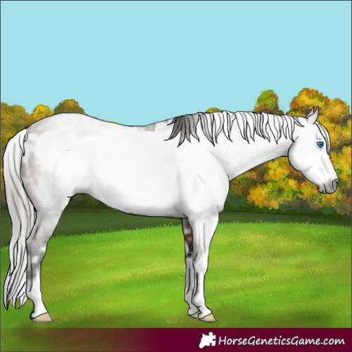 Horse Color:Gray White Spotted Bay Frame 