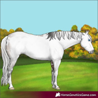Horse Color:Gray White Spotted Bay Frame 