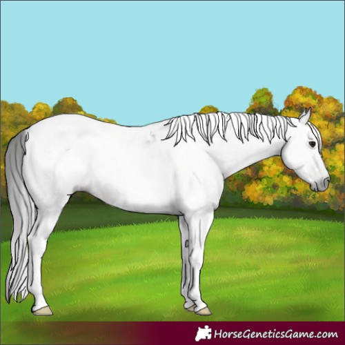 Horse Color:Gray White Spotted Brown Tobiano Rabicano 