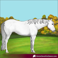 Horse Color:Gray White Spotted Brown Tobiano Rabicano 