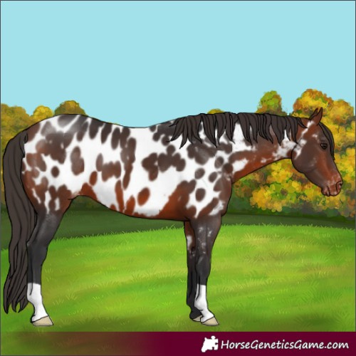 Horse Color:Bay Near Leopard 