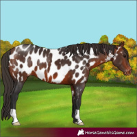 Horse Color:Bay Near Leopard