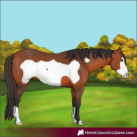 Horse Color:Bay Frame 