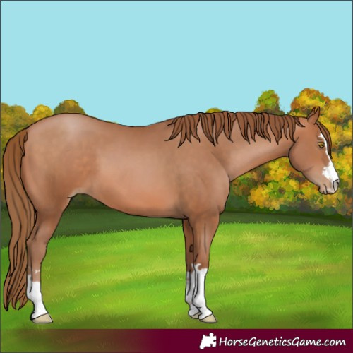 Horse Color:Bay Pearl