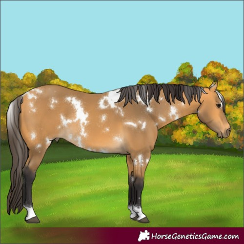 Horse Color:White Spotted Buckskin 