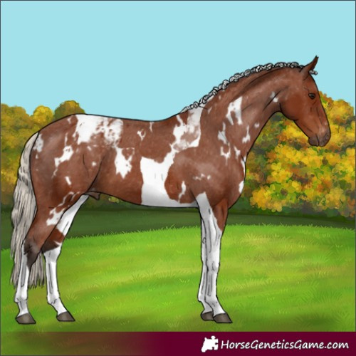 Horse Color:Gray White Spotted Silver Bay Tobiano Blanket 