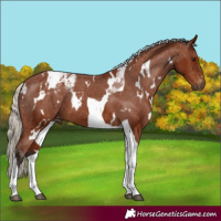 Horse Color:Gray White Spotted Silver Bay Tobiano Appaloosa 