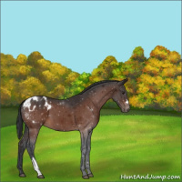 Horse Color:Brown Appaloosa 