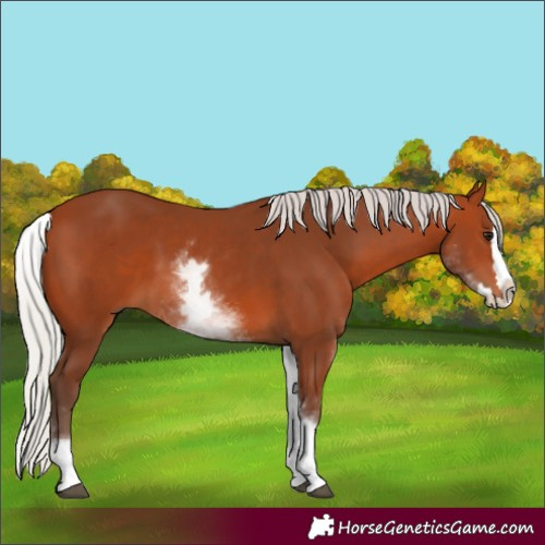 Horse Color:White Spotted Silver Bay Splash