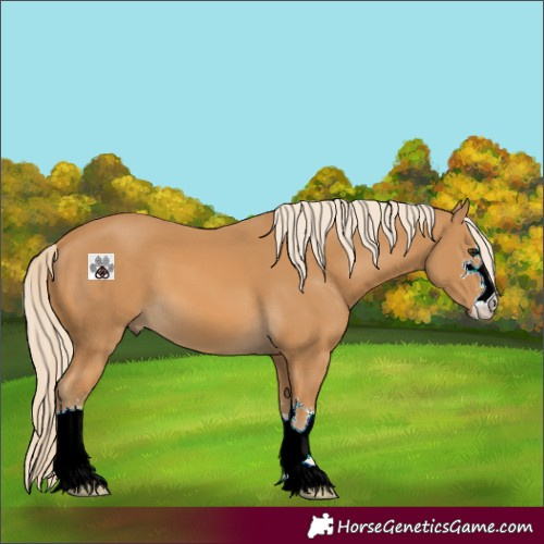 Horse Color:Palomino 