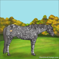 Horse Color:Smoky Black Tobiano Appaloosa 