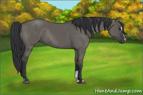 Horse Color:Grullo Sabino Rabicano