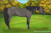 Horse Color:Grullo Sabino Rabicano 