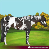 Horse Color:White Spotted Brown