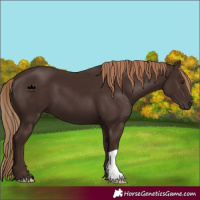 Horse Color:Liver Chestnut 
