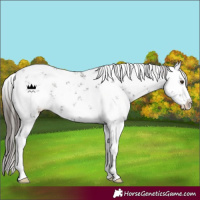 Horse Color:White Spotted Liver Chestnut Sabino 