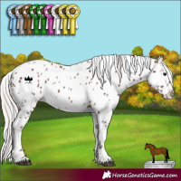 Horse Color:Silver Bay Near Leopard 