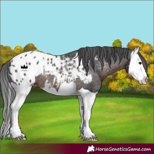 Horse Color:Brown Splash Blanket Rabicano 