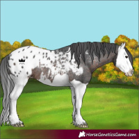 Horse Color:Brown Splash Appaloosa Rabicano 