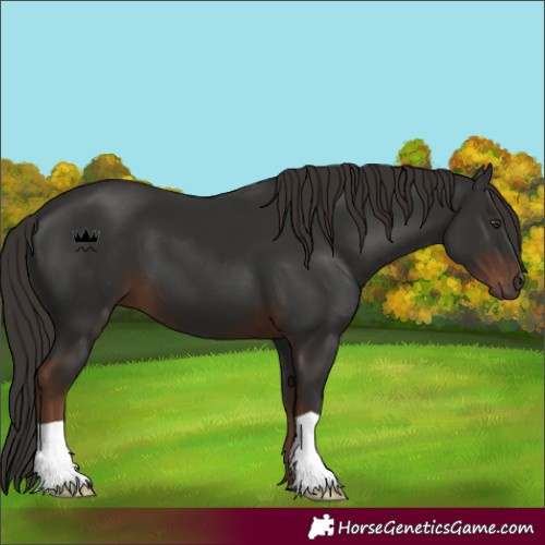 Horse Color:Liver Chestnut 
