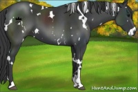 Horse Color:White Spotted Black