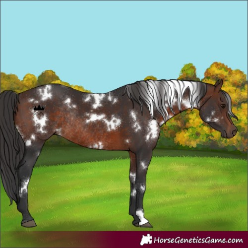 Horse Color:White Spotted Brown Rabicano 