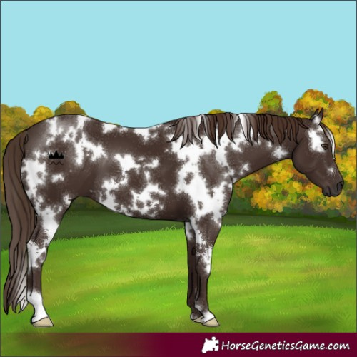 Horse Color:White Spotted Liver Chestnut 