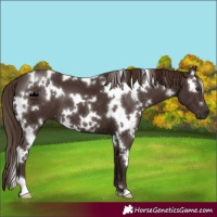 Horse Color:White Spotted Liver Chestnut 