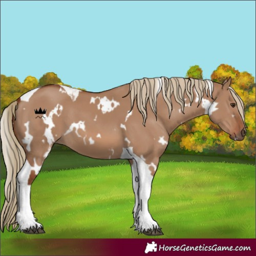 Horse Color:White Spotted Red Dun Tobiano 