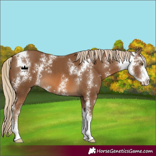 Horse Color:Chocolate Palomino Sabino 