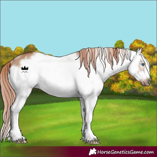 Horse Color:White Spotted Red Dun Splash Frame Rabicano 