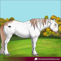 Horse Color:White Spotted Red Dun Splash Frame Rabicano 