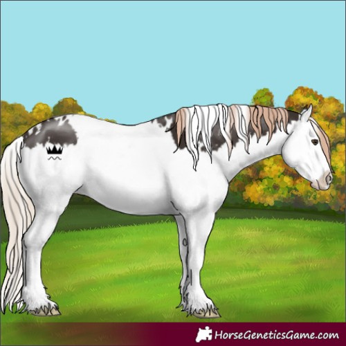 Horse Color:White Spotted Liver Chestnut Splash