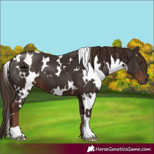 Horse Color:White Spotted Liver Chestnut