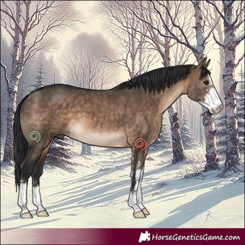 Horse Color:Brown Dun Sabino 