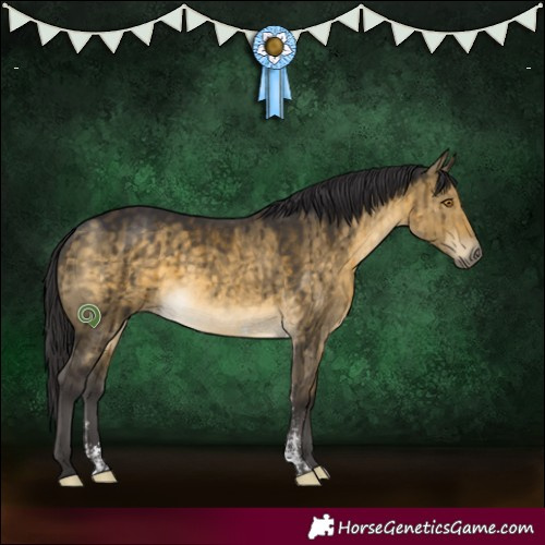 Horse Color:Buckskin Dun Sabino Rabicano Brindle