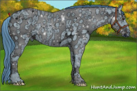 Horse Color:ERROR: UNKNOWN ANOMALY