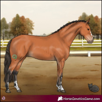 Horse Color:Bay 