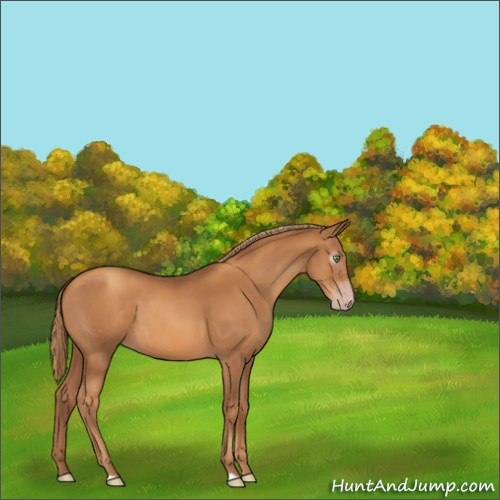 Horse Color:Gray Gold Champagne 